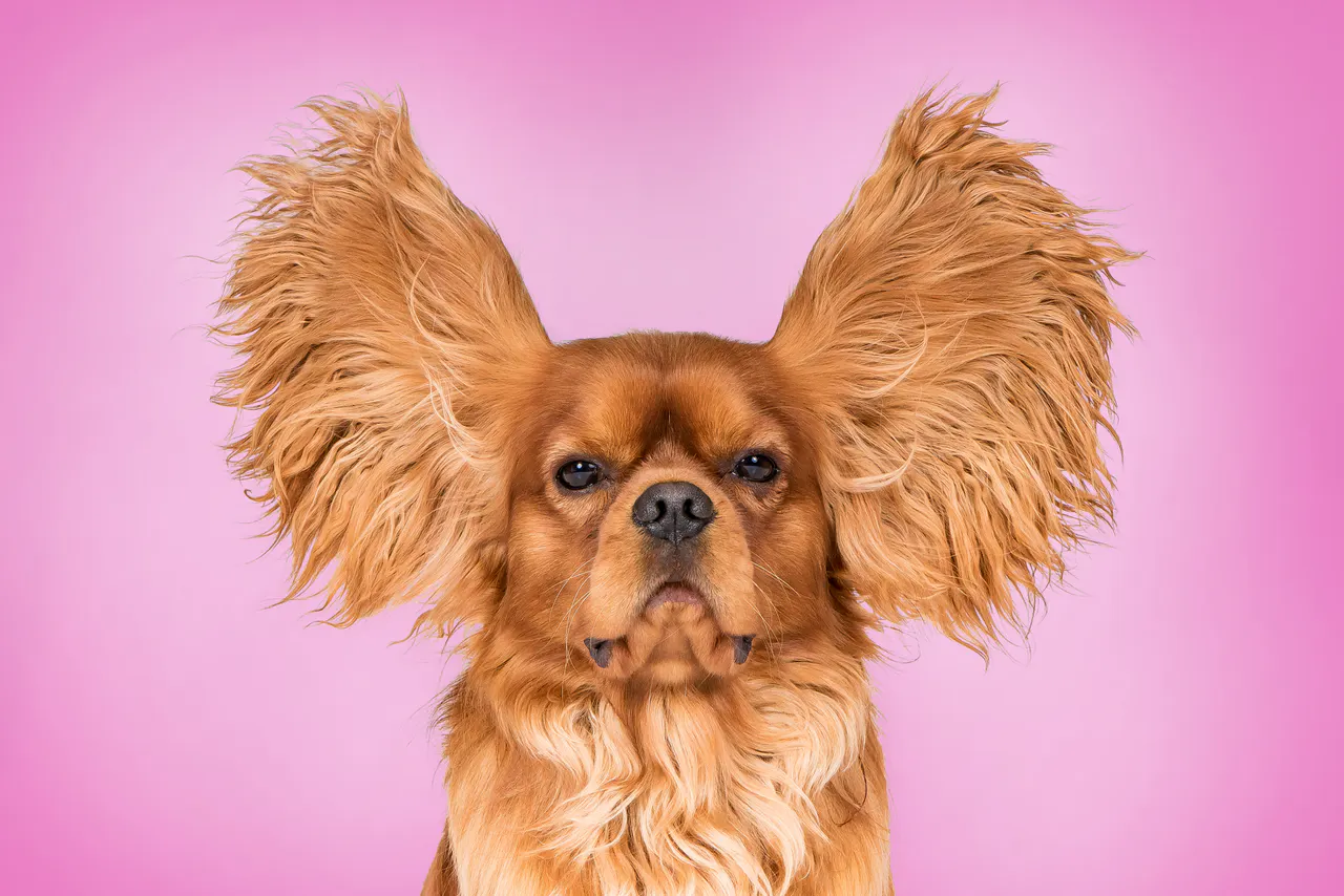 Studioporträt eines Hundes, Bild 6