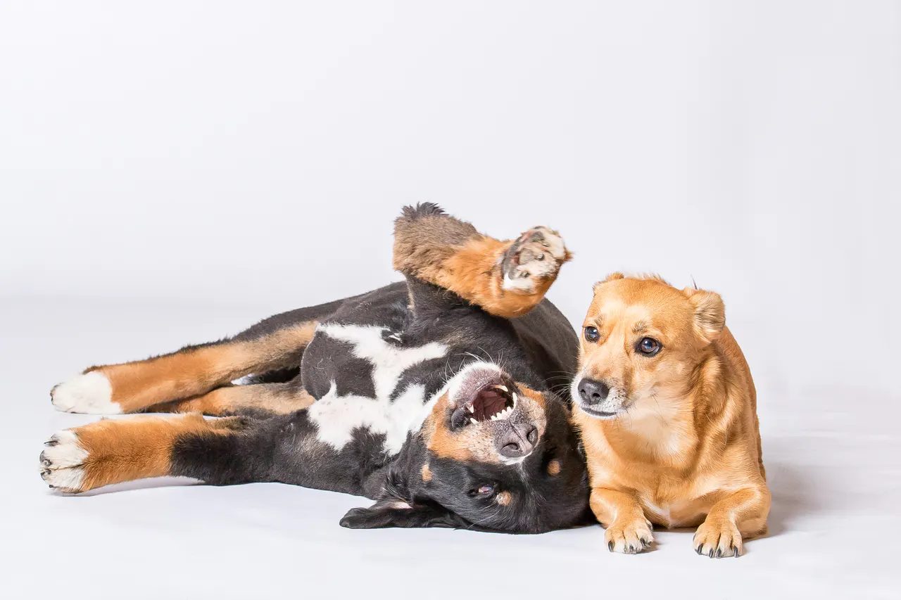 Zwei Hunde liegen entspannt im weißen Studio