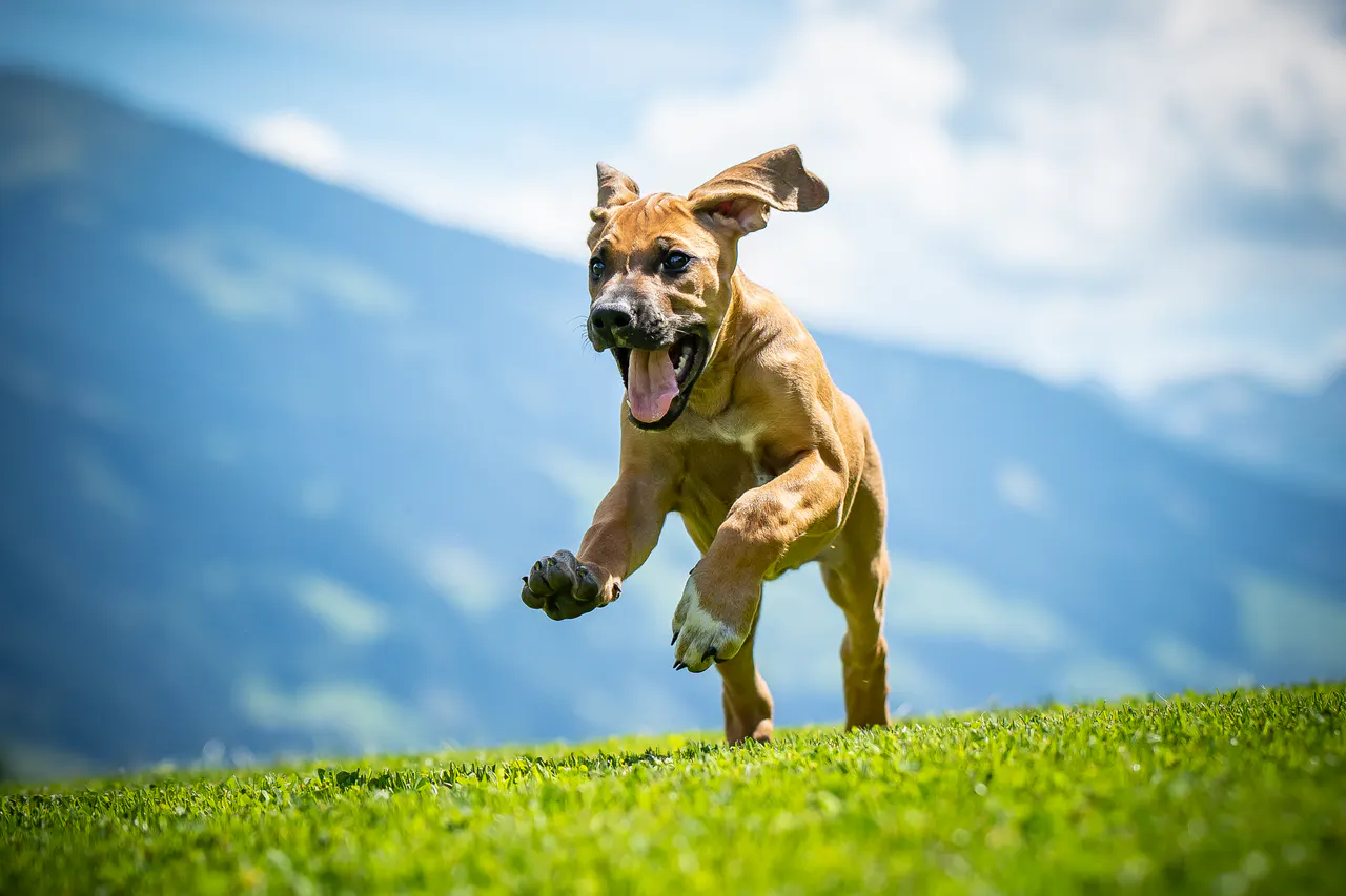 Hund draußen in Bewegung, Bild 4
