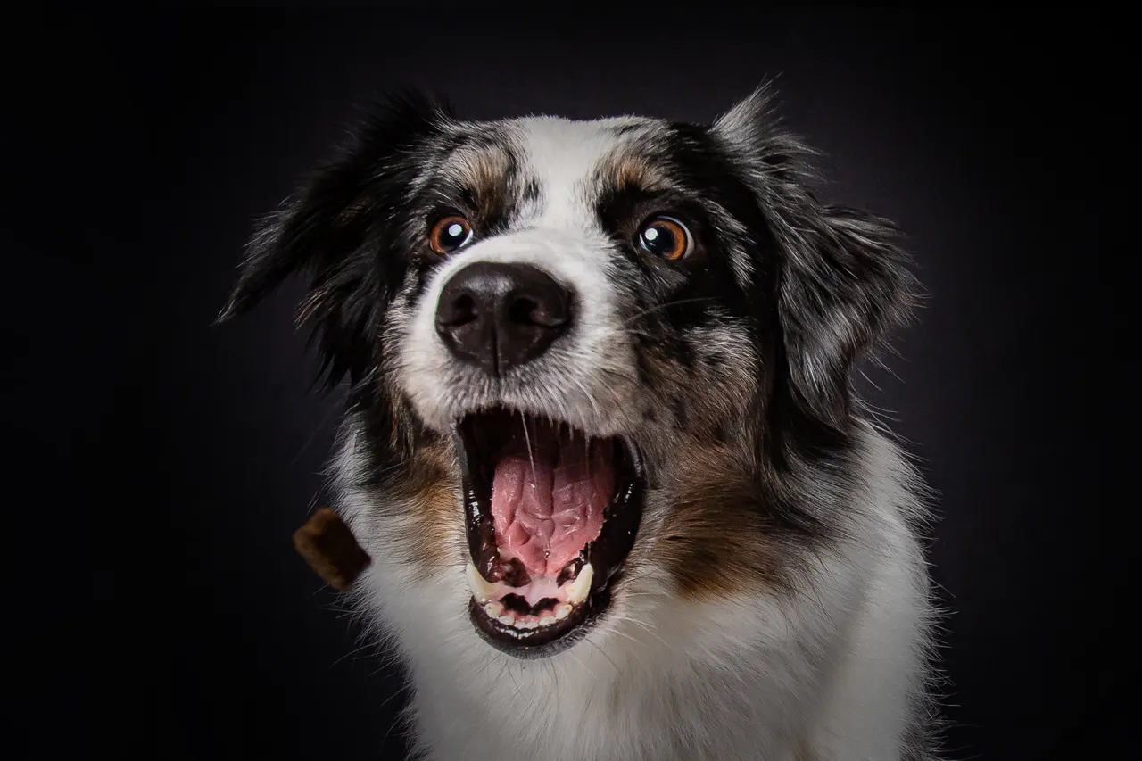Studioporträt: Australian Shepherd mit offenem Maul vor schwarzem Hintergrund