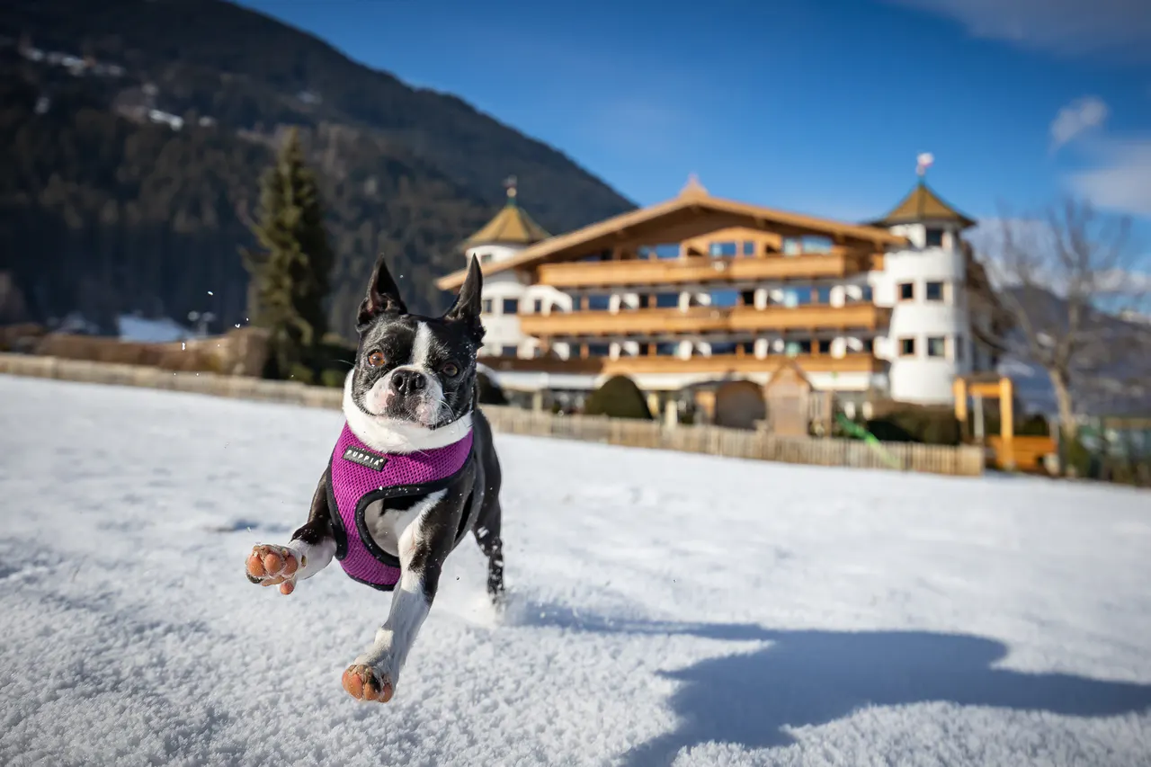 Hund rennt durch den Schnee vor dem Hotel Magdalena im Zillertal