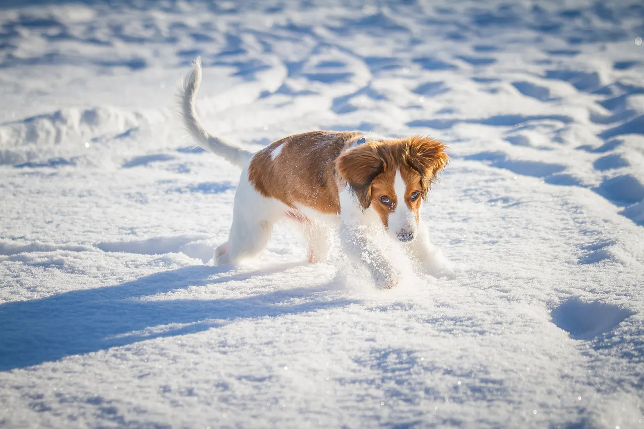Hund draußen in Bewegung, Bild 2