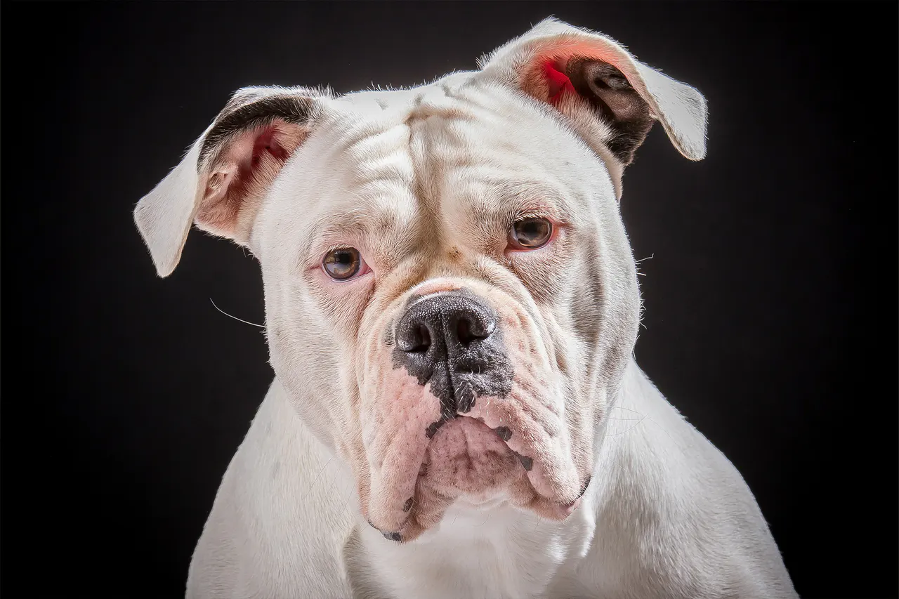 Studioporträt eines Hundes, Bild 9