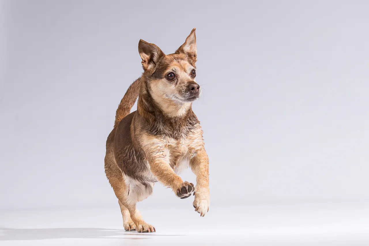 Kleiner Hund springt im hellen Studio
