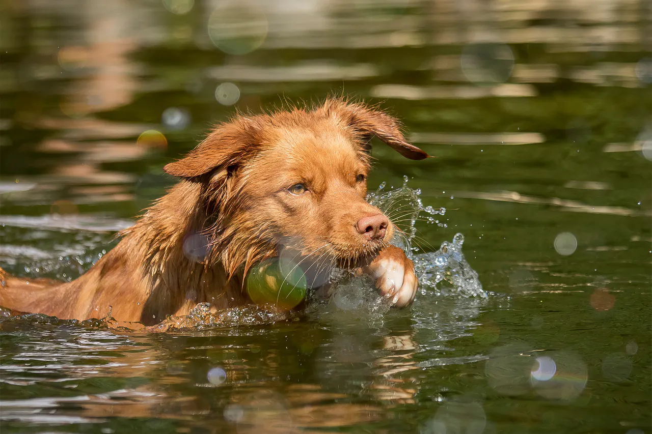 Hund draußen in Bewegung, Bild 6