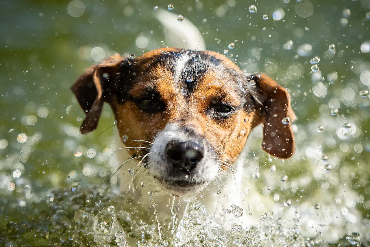 Hund draußen in Bewegung, Bild 1