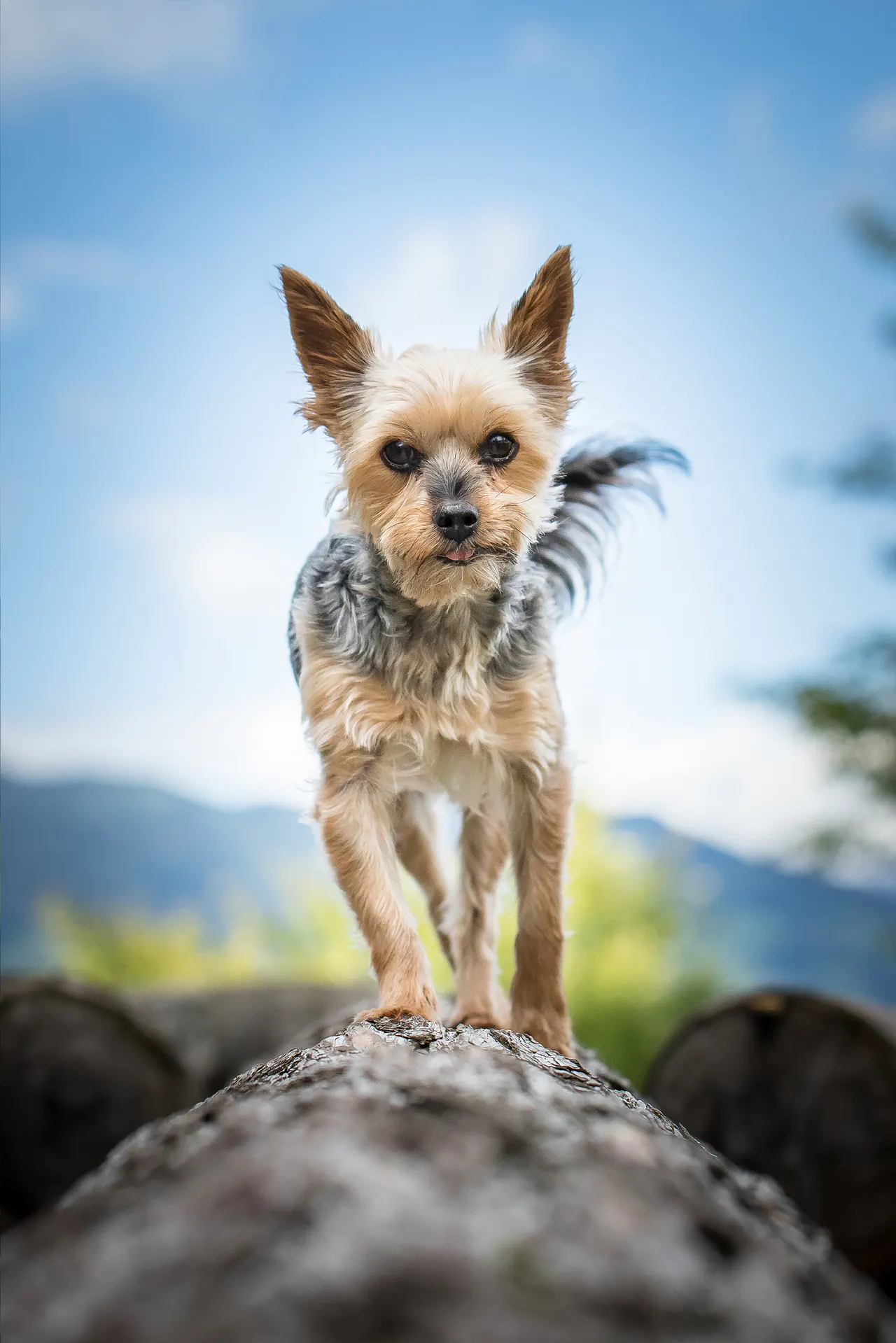Hund draußen in Bewegung, Bild 7