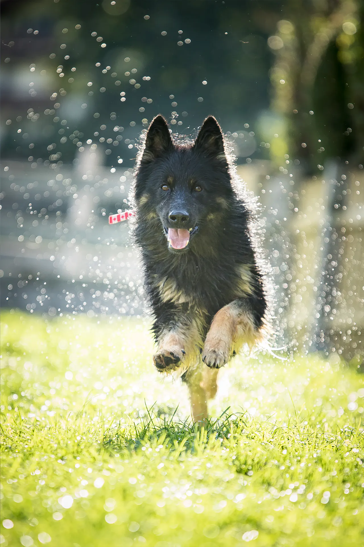 Hund draußen in Bewegung, Bild 3