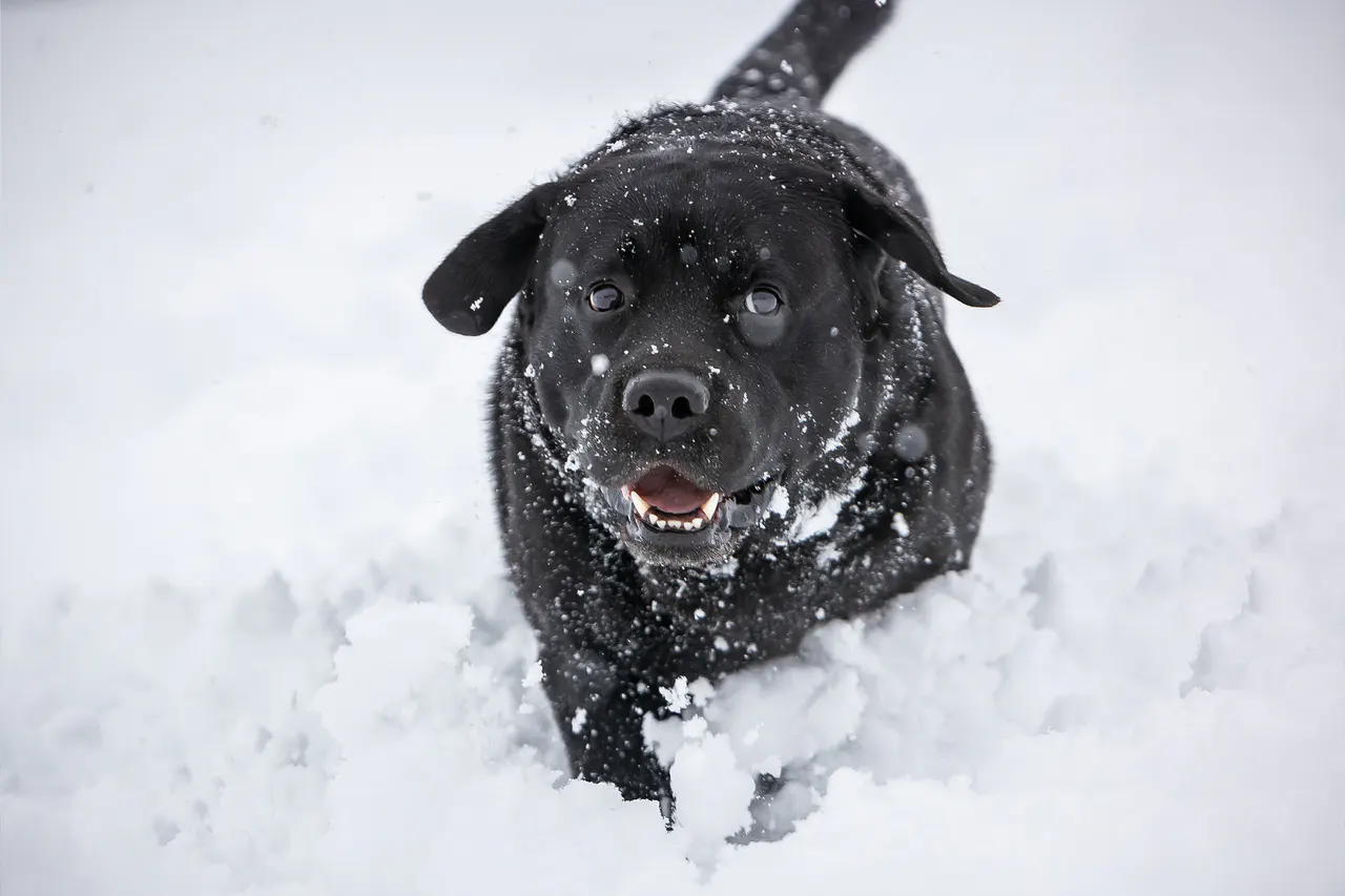 Hund draußen in Bewegung, Bild 8
