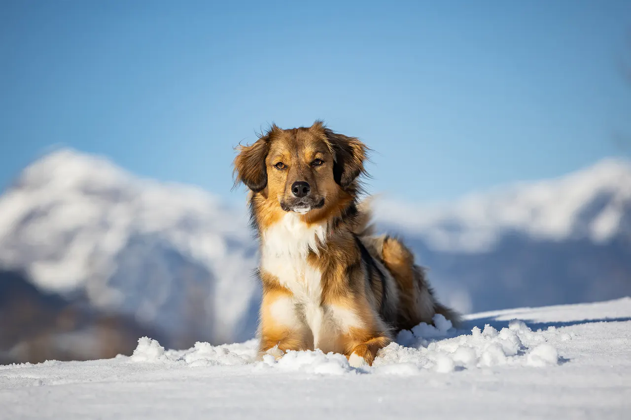 Hund liegt im Schnee vor Bergpanorama