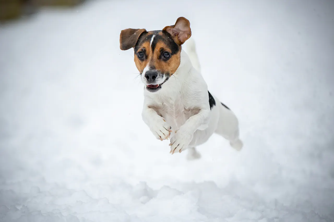 Hund draußen in Bewegung, Bild 5
