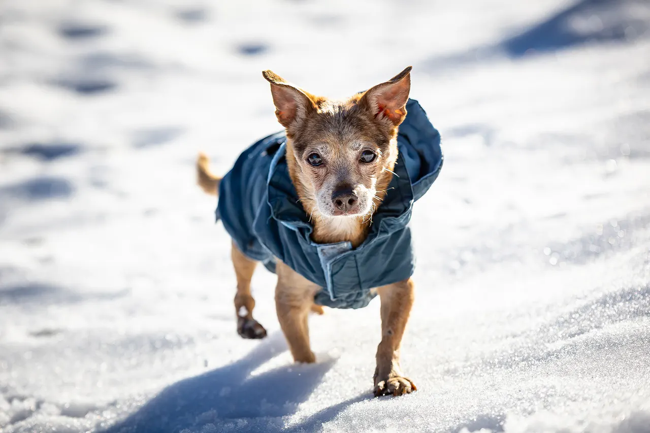 Chihuahua im Mantel im Schnee