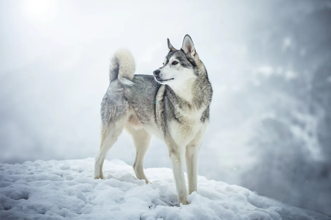Hund draußen in Bewegung, Bild 10