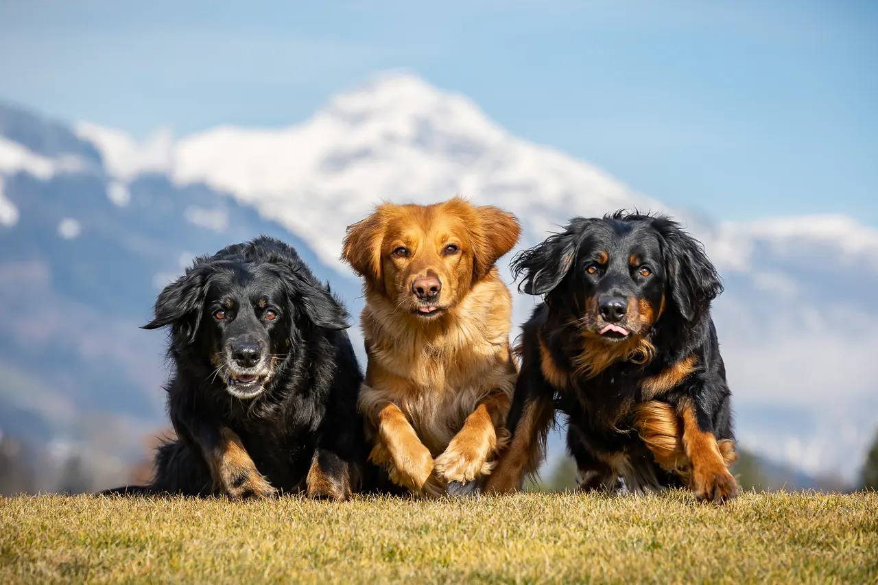 Drei Hunde vor verschneiten Bergen