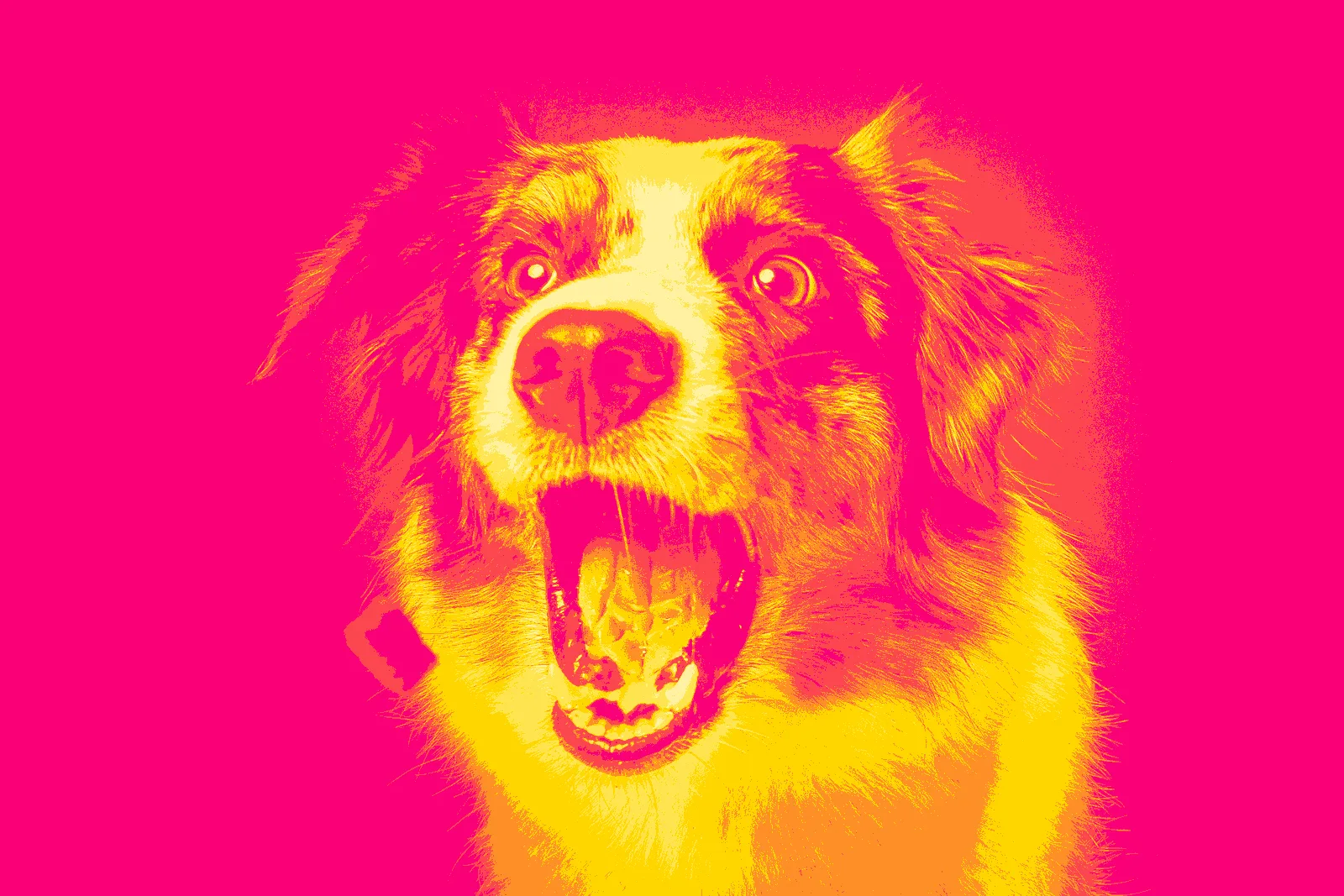 Derselbe Hund als Siebdruck in Gelb auf Pink